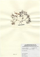 藏品(傘房龍鬚菜)的圖片